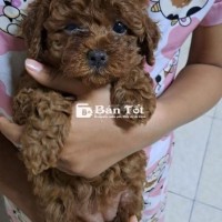 Tìm nhà mới cho mấy bé Podo Tiny - Đã sổ giun, ăn khỏe, 50 ngày tuổi