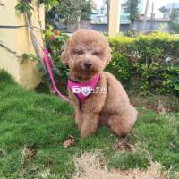 Nhà không có thời gian nuôi, cần bán chó Poodle bé đực 2 tuổi  