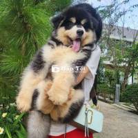ALASKA Khổng Lồ GIỚI TÍNH ĐỰC. FORM KHỦNG CHÂN TAY CỘT ĐÌNH. MÕM TO. HỘP SỌ ĐẸP