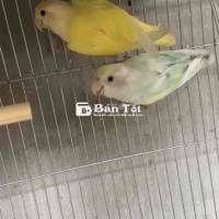 Vẹt Lovebird Sinh Sản Màu Siêu Đẹp Cho Anh Em