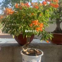 Hoa Giấy Mỹ Ghép Thái Vàng Cam Giá Rẻ  