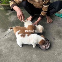 Chó Nhật Xù Lai Poodle Cực Xinh - Đang Tìm Chủ Yêu Thương