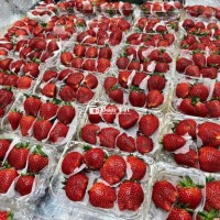 Dâu Hana Vip - Dâu Hanna Vip 200.000/1kg - Hộp 14 đến 16 quả size to, rất ngon  