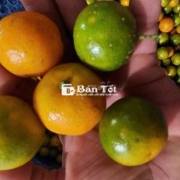 Chanh Tắc Vườn Nhà