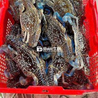 Ghẹ Ngộp Chắc Thịt Bao Ăn - Nhập Khẩu Từ Kiên Giang  