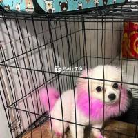 Cần Tìm Chủ Mới Cho Em Cún Phốc Sóc 8 Tháng Tuổi Khỏe Mạnh  