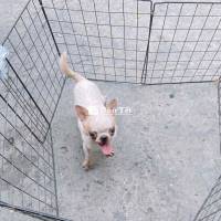 Phối Chihuahua Dòng Để Ly 1kg3-1kg5 - Nhận Phối Chihuahua Dòng Siêu Mini  