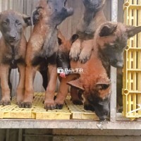 Chó Malinois (Becgie Bỉ) Size To Thuần Chủng Đực Cái Đầy Đủ  