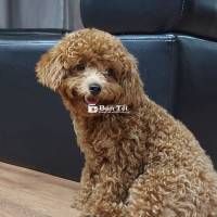 Chó Poodle Tiny Màu Vàng Bò Dưới 1 Tuổi Thuần Chủng  