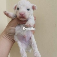 Poodle Thuần Tiny chính chủ – Mới sinh khỏe mạnh!  