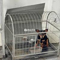 Chó Phốc Mái Đẹp Hơn Trong Hình - 10 Tháng Tuổi - Cần Tìm Chủ Mới  