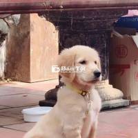 Tìm chủ mới cho bé Gon - Chó Golden đáng yêu
