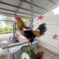 Gà Xám Chuối 1kg5 - Đã Ăn 2 Cái - Anh Em Yêu Thích Liên Hệ Trực Tiếp  