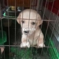 Chó Poodle Lai Bắc Kinh Lùn - Cha Poodle, M Bắc Kinh Lùn Size Mini  
