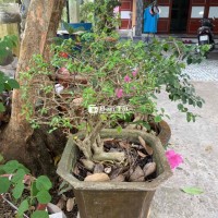 Cây Đang Trồng Có Viết Cần Bán