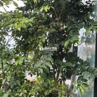 NHO THÂN GỖ BÁN NHO THÂN GỖ