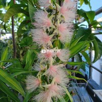 Cây lộc vừng hoa màu hồng