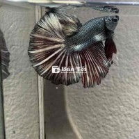 Betta Halfmoon Đuôi Dài Chỉ 25k/1 Con - Phù Hợp Nuôi Thuỷ Sinh Để Bàn  