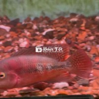 Cần nhượng lại hồ cá Bao trống size 2n hơn