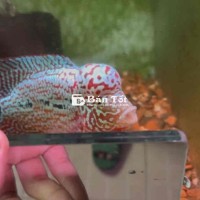 ### Rao bán cá Kamfa F2 Size 3n, Kamfa F2 gene GB và bao trống size 2n+