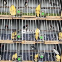 Ốc Mít Bổi