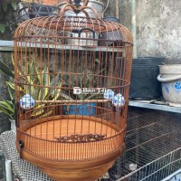 Lồng 64 choè than - Fom đẹp, chất lượng  