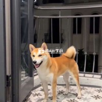Shiba Nhật Bản - Màu Vàng Đậm, Dễ Thương  