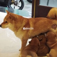 Shiba Dễ Thương - Shiba Nhật Bản Màu Vàng Đáng Yêu  