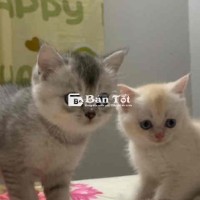 Mèo Anh Lông Ngắn - Xuất Sắc Từ Giống Golden