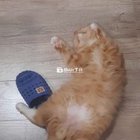 ### Tìm Chủ Mới Cho Em Mèo Bé Tên Sol