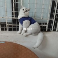 Bé Silver Đực 5 Tháng Tuổi  