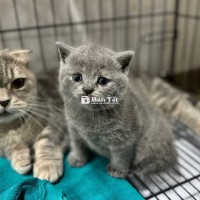 Tìm Sen Yêu Thương Cho 2 Em Mèo Đáng Yêu  