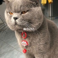 Mèo Anh Lông Ngắn Đực Cần Tìm Chủ Mới  