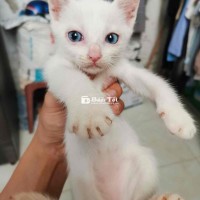 MÈO NGA LAI 2 THÁNG TUỔI ĐÁNG YÊU  