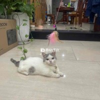 Gả bé gái mèo chân ngắn ngoan mắt tròn xoe 2 tuổi  