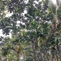 Cho Thuê Vườn Bưởi Da Xanh  