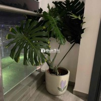 Thanh lý cây trầu bà siêu to khổng lồ