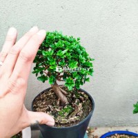 Sam hương mini