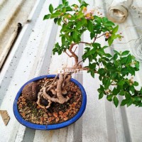 Hồng Ngọc Mai Mini Trồng Chậu - Thanh Lý Giá Hợp Lý  