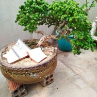 Sam Hạt Gạo Dáng Đổ - Thanh Lý Vì Lười Chăm  