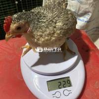 Gà tre rặc 5 tháng tuổi đang chịu trống, siêu mini đang chịu trống. Gà ở Ba Tri, Bến Tre.  Dép lào.