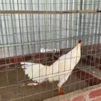 Gà Giống Chất Lượng - Ưu Tiên Anh Em Hợp Nhãn  