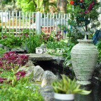 Thiết kế Thi Công Sân Vườn - Hồ cá Koi