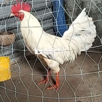 Gà Thái Việt - Gà Tơ Nhà Làm, Chất Lượng Đảm Bảo  