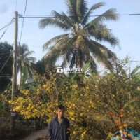 Mai vàng - Cay mai vàng Nhà trồng  