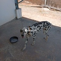 Bán chó đốm đực dễ thương Đốm Hà Lan 2 tuổi  