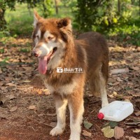Cần Bán Chó Alaska Thuần Chủng Màu Nâu Hơn 1 Tuổi  