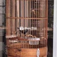 Hút Mật 5 Màu Ăn Cám Cứng - Bán Không Lồng