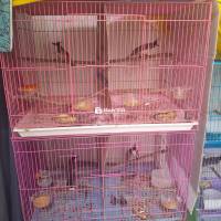 Chim Chào Mào Bổi - T Lệ Trống Cao, Không Bao Trống Mái  
