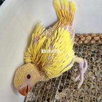Ringneck Vàng Baby SSVN - Ringneck Nhà Trồng, Tuổi Dễ Chăm  